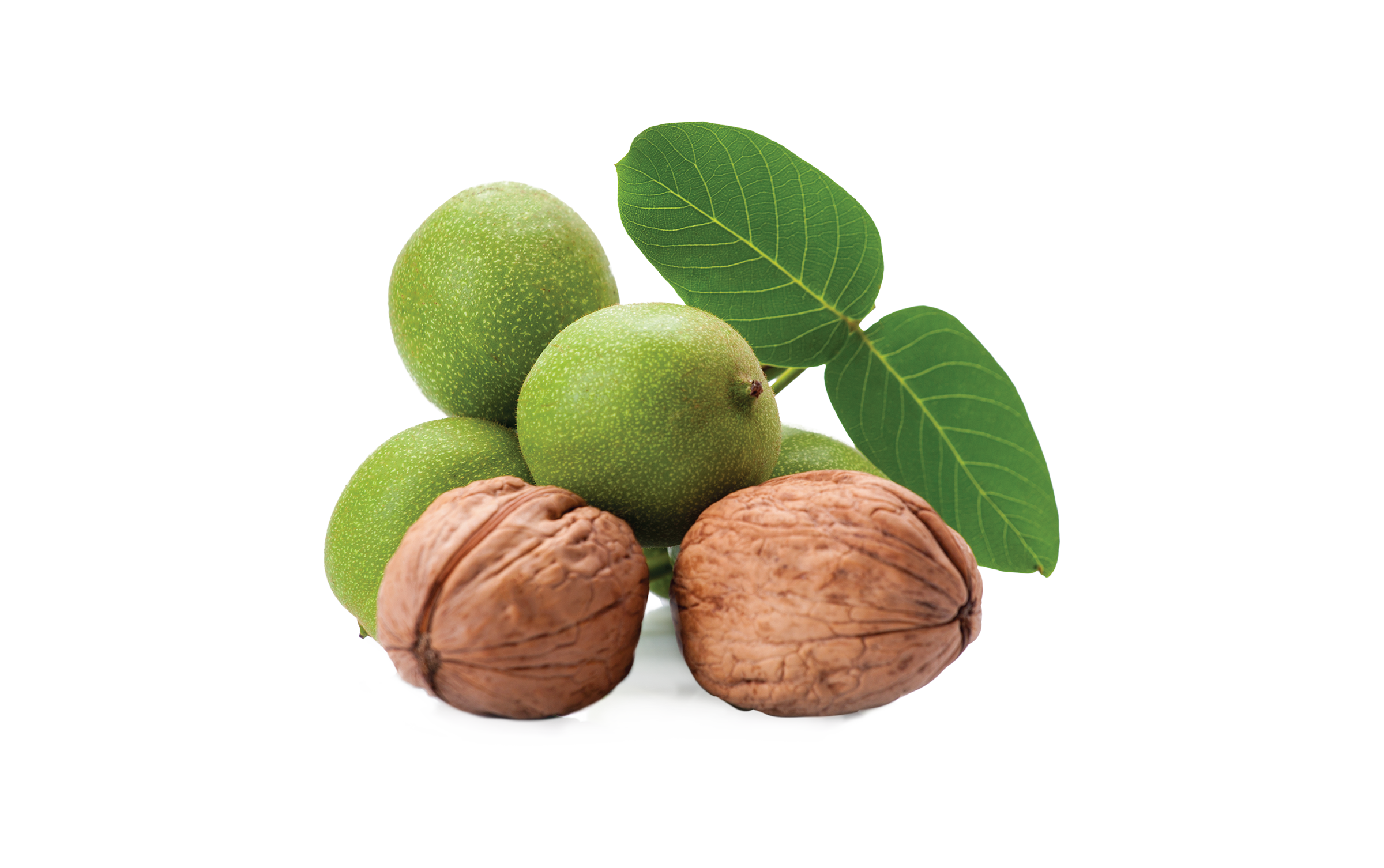 Sertifikalı Chandler Ceviz Fidanı